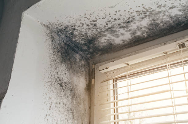 Affordable Hvac And Air Duct Mold Remediation solutions in Danville, IL